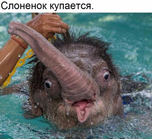 слоник