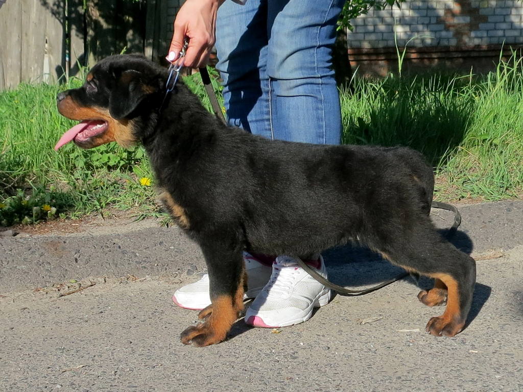 сссссссссссс