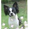 Boston X Papillon