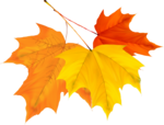 https://images.vfl.photos/ii/1537019257/bb713921/23347078_s.png