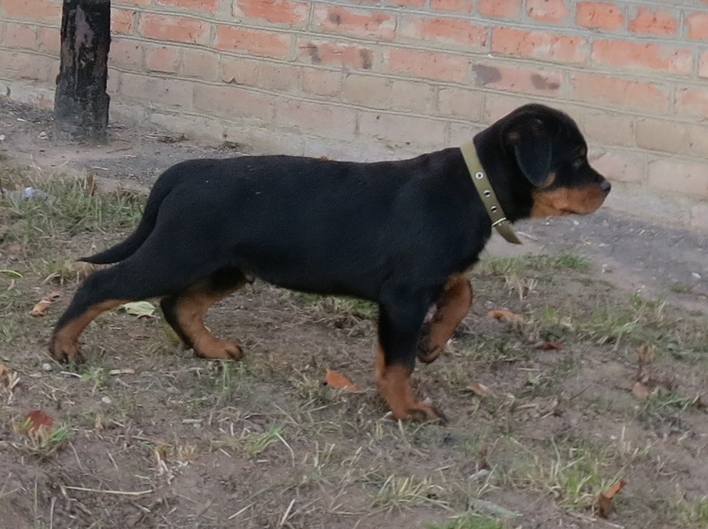 лл