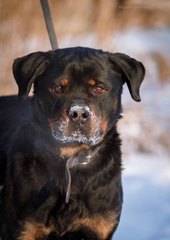 VFL.Photos - ваш фотохостинг